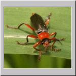 Cantharis pellucida - Weichkkaefer 05.jpg